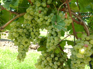 Donauriesling